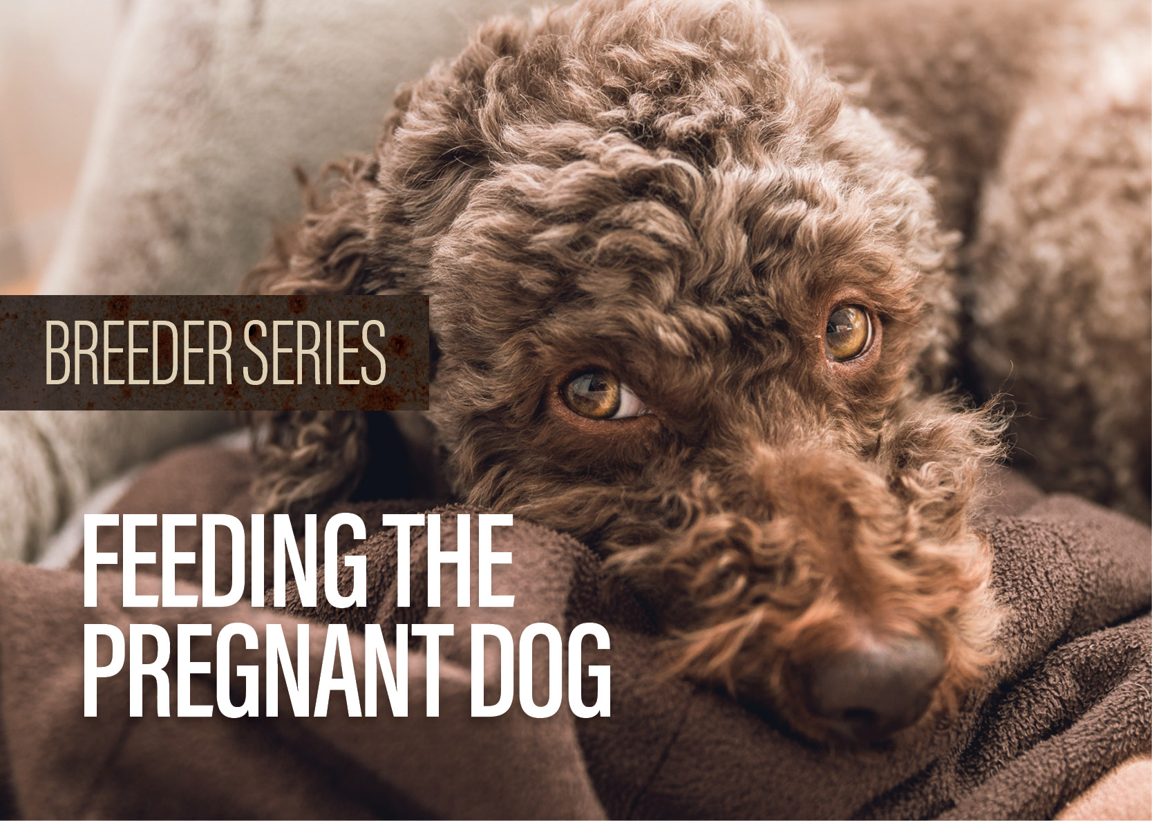 What Food To Feed A Pregnant Dog