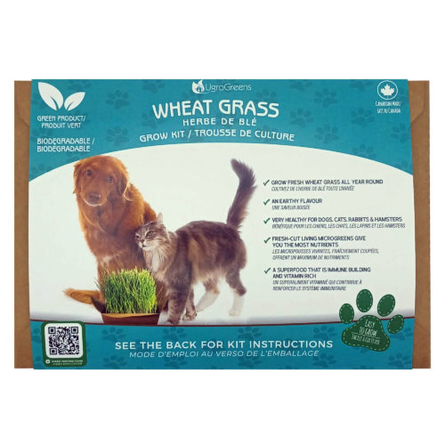 UgroGreens Wheat Grass Microgreens
